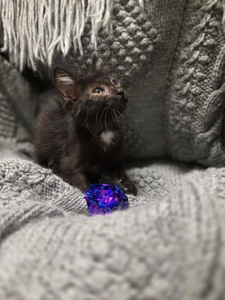 A baby medium-sized male Domestic Short Hair cat named Sammy for adoption in Portland, IN