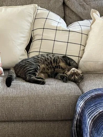 Napoleon thumbnail 2