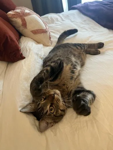 Napoleon thumbnail 3