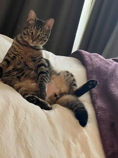 Napoleon thumbnail 4