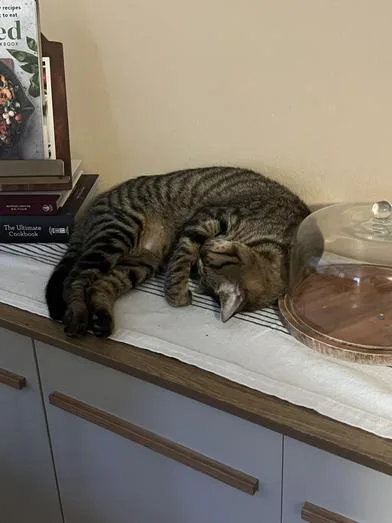 Napoleon thumbnail 6