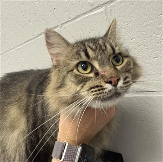 A young medium-sized female Domestic Long Hair cat named Esmerelda for adoption in Indianapolis, IN