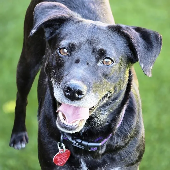 An adult large-sized female Labrador Retriever dog named Karley for adoption in San Diego, CA