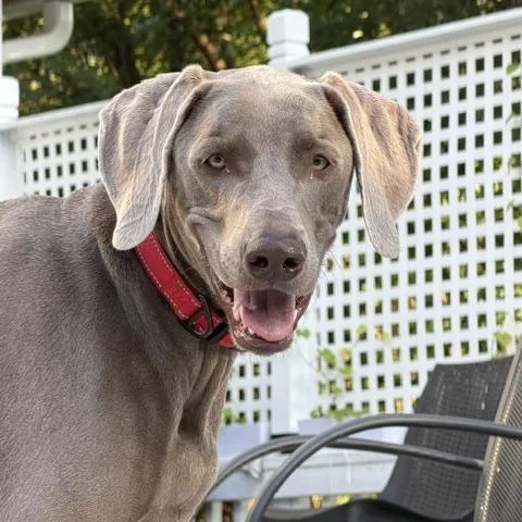 An adult large-sized male Weimaraner dog named Papo for adoption in Fairfax, VA
