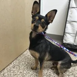 An adult small-sized male Black Doberman Pinscher dog named Max for adoption in Bullhead City, AZ