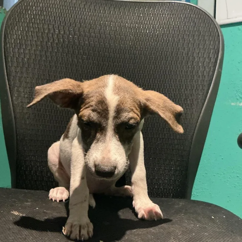 A baby medium-sized female Brindle Mixed Breed dog named Emmons for adoption in Durant, OK