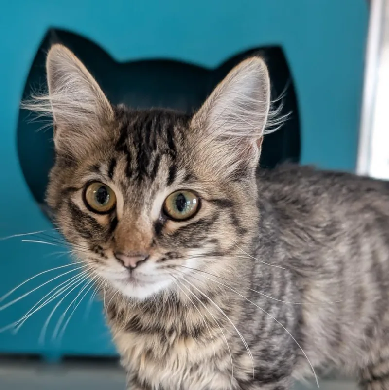 A baby medium-sized male Domestic Medium Hair cat named Bigfoot for adoption in Shoreline, WA