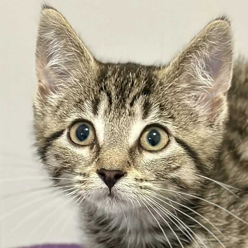 A baby medium-sized female Tabby (Brown / Chocolate) Domestic Short Hair cat named Squeak for adoption in Victor, NY