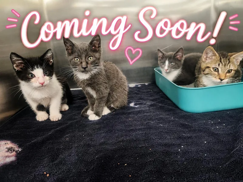 A baby medium-sized male Domestic Short Hair cat named Hella  Arnold  for adoption in Hagerstown, MD