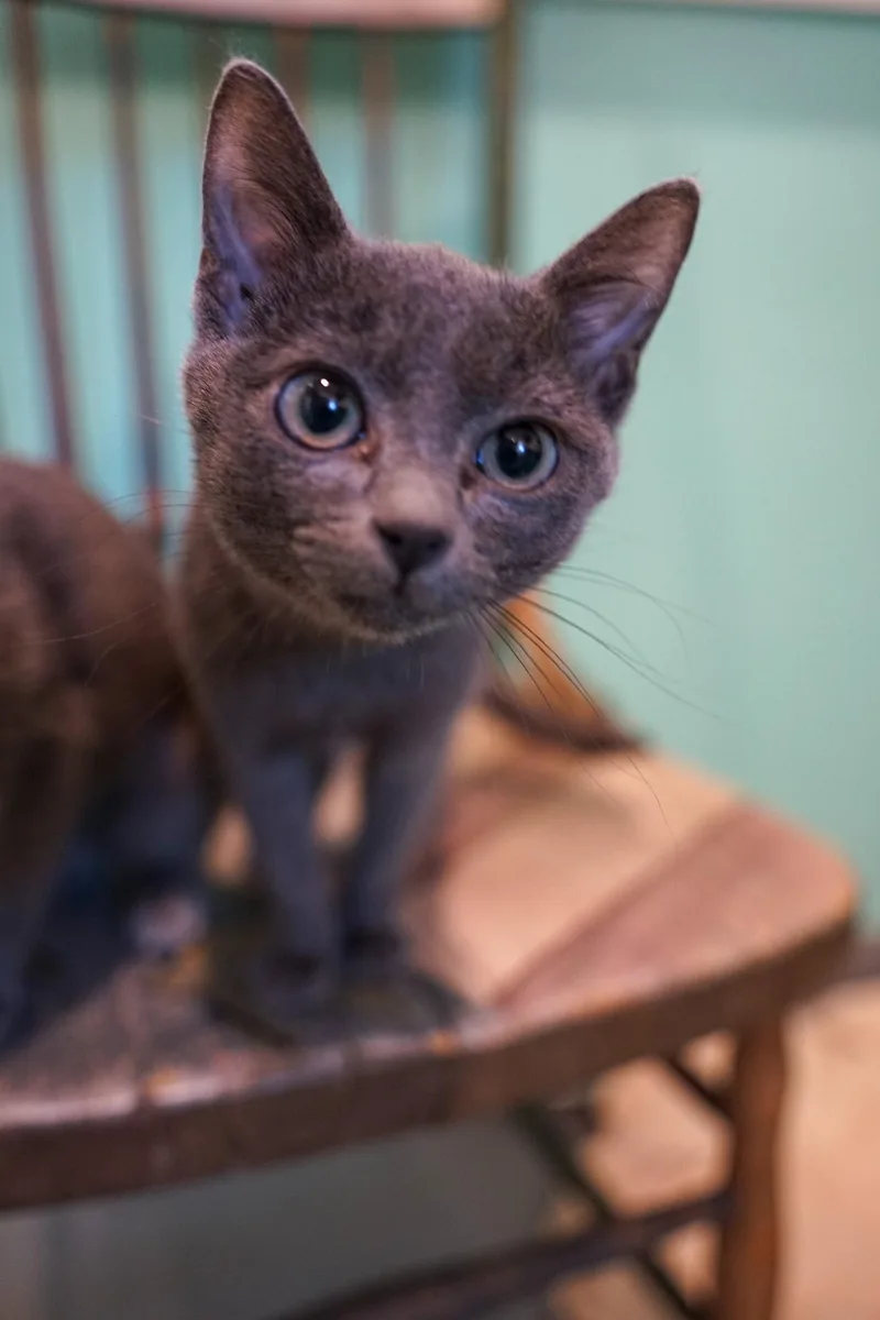 A baby medium-sized male Domestic Short Hair cat named Tumbleweed for adoption in Jackson, WY