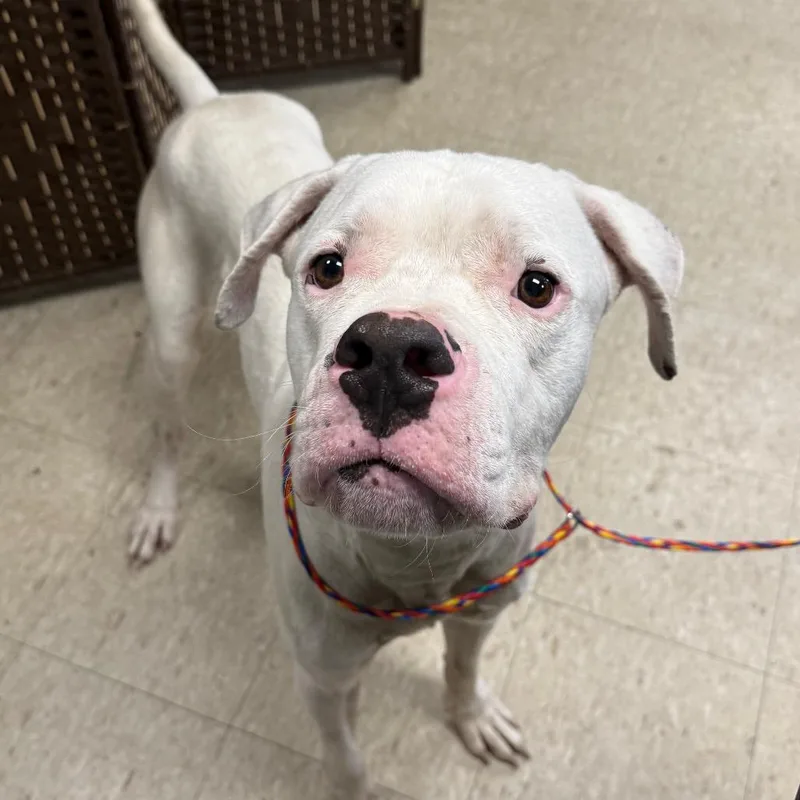 An adult large-sized male White / Cream Dogo Argentino dog named Albus for adoption in East Saint Louis, IL