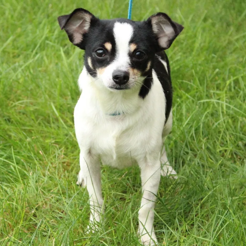 A young small-sized male Apricot / Beige Chihuahua dog named Zach for adoption in Eaton, OH