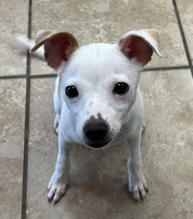 A young small-sized female White / Cream Chihuahua dog named Velma for adoption in Farmington, MO
