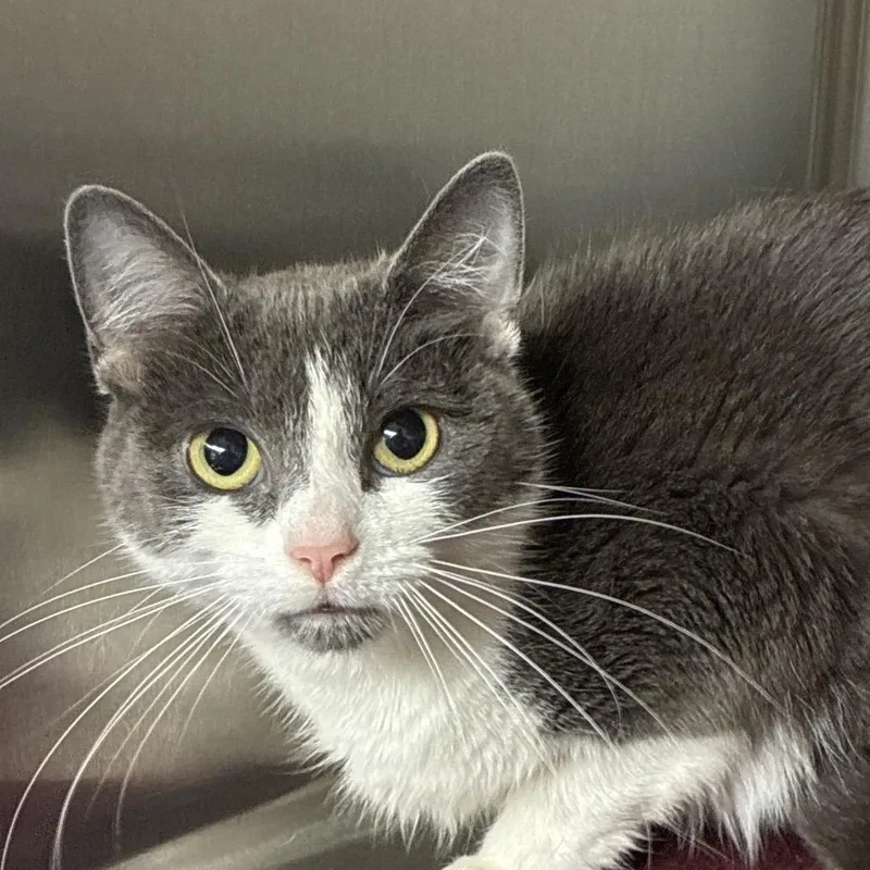 A young medium-sized female Gray / Blue / Silver Domestic Short Hair cat named Fallon for adoption in Uniontown, PA