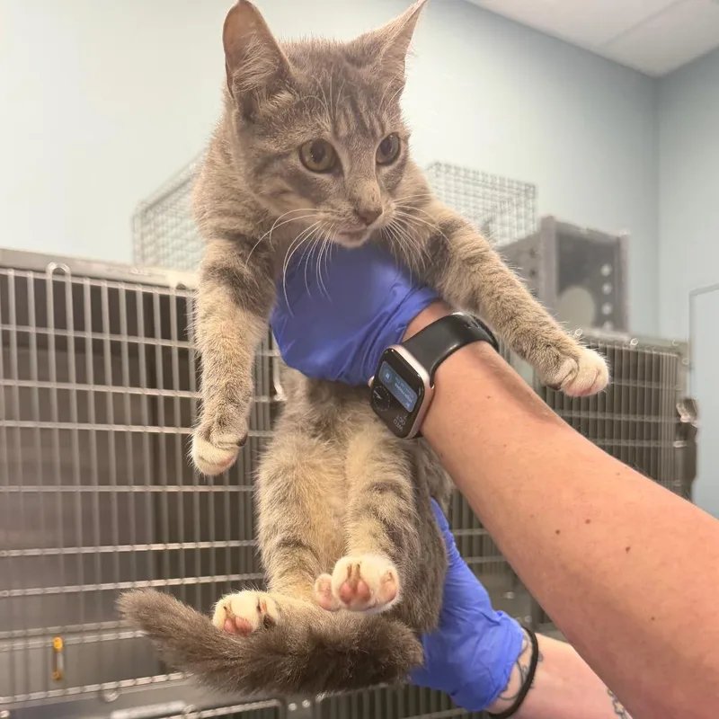 A baby small-sized female Gray / Blue / Silver Domestic Short Hair cat named Mj for adoption in Greensboro, NC