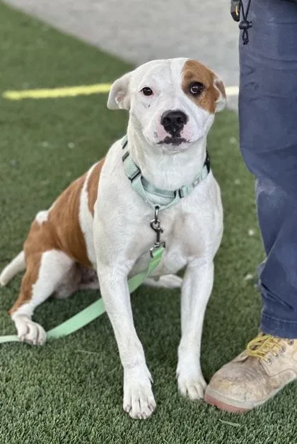 An adult large-sized female Pit Bull Terrier dog named Acadia for adoption in Fresno, CA