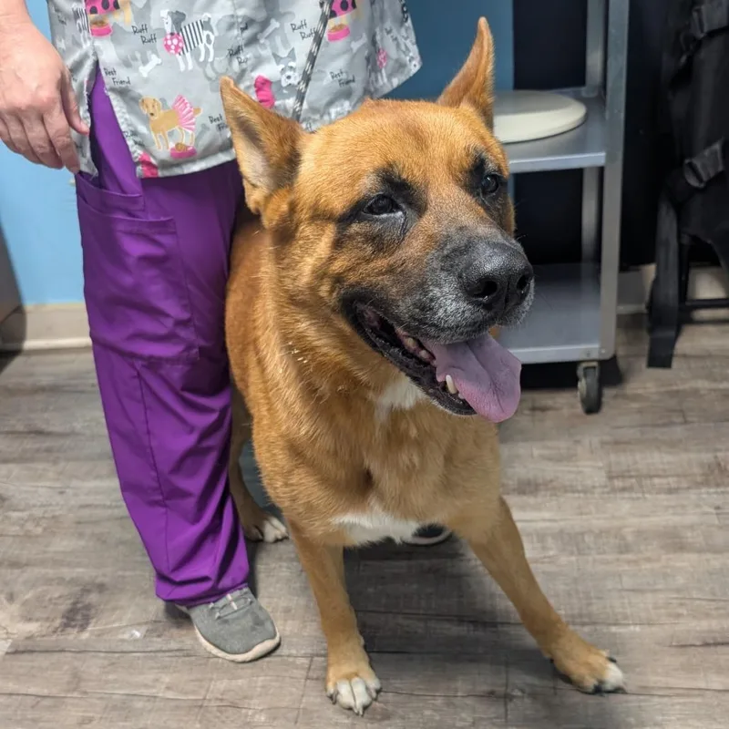 An adult large-sized male Yellow / Tan / Blond / Fawn Shepherd dog named Buddy for adoption in Jefferson city, TN