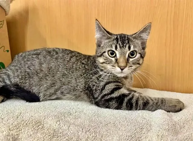 A baby small-sized male Domestic Short Hair cat named Big Boy for adoption in Saint Louis, MO