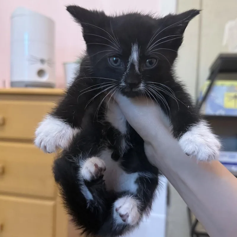 A baby small-sized male Black Domestic Short Hair cat named Mike for adoption in Springfield, IL