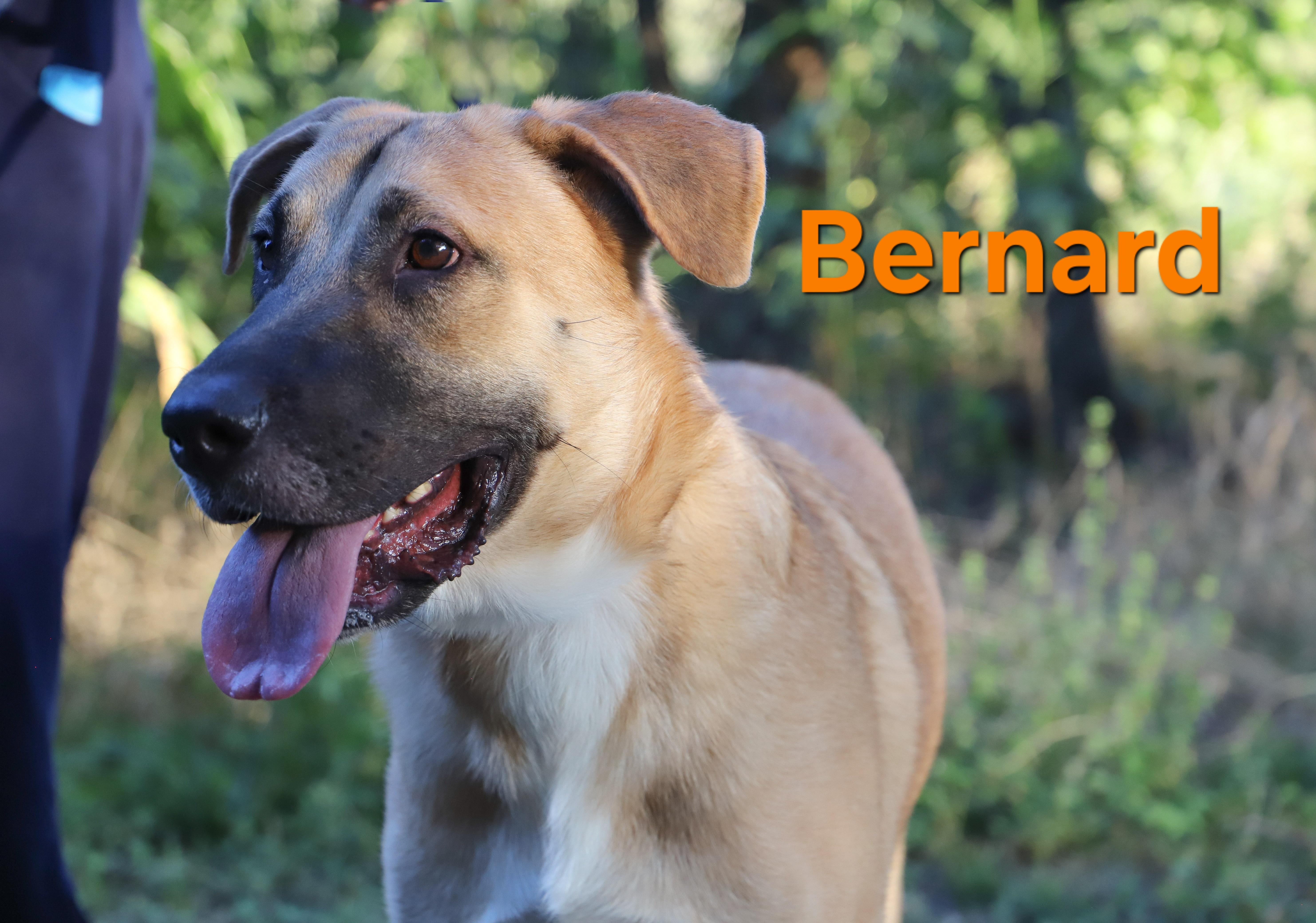 Bernard thumbnail 5