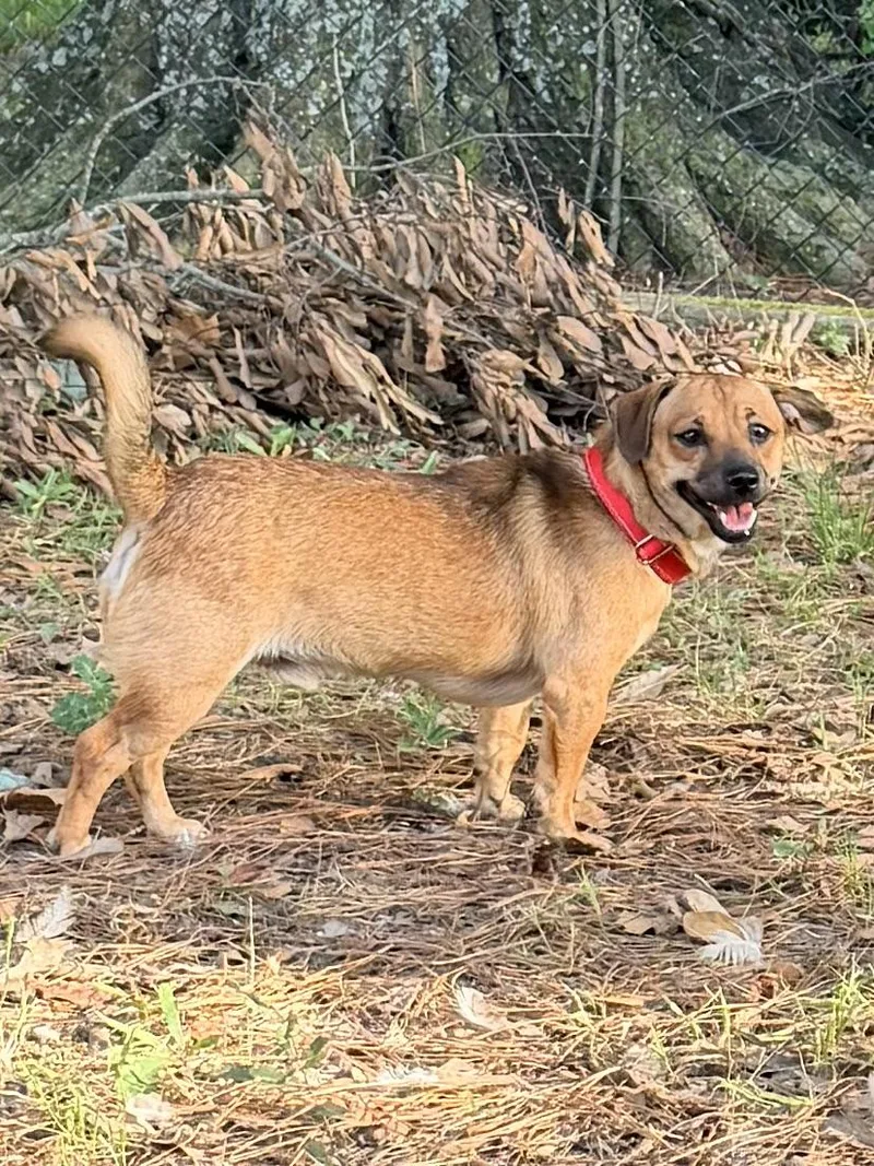 An adult small-sized male Red / Chestnut / Orange Chiweenie dog named Simon for adoption in Baker, LA