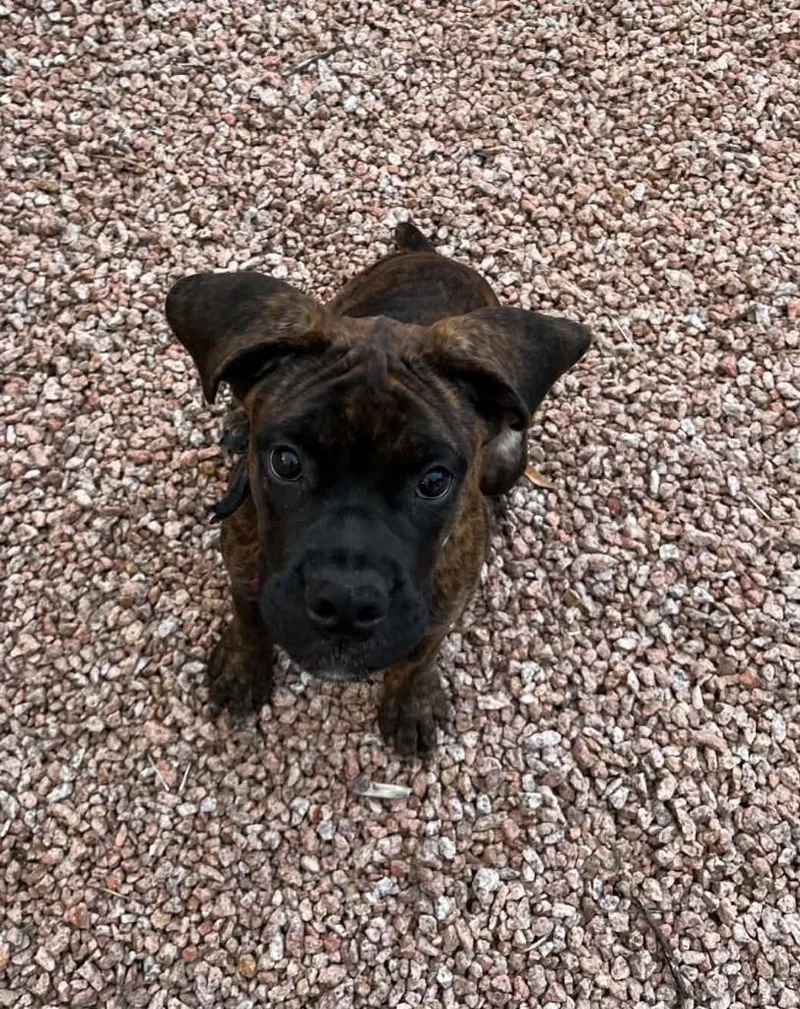 A baby large-sized female Boxer dog named Nova for adoption in Mesa, AZ