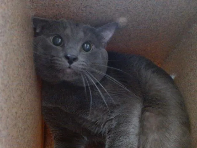 A young large-sized male Domestic Short Hair cat named Mister Whiskers for adoption in Orlando, FL
