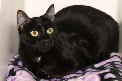 An adult small-sized female Domestic Short Hair cat named Red Fish for adoption in West Chester, PA