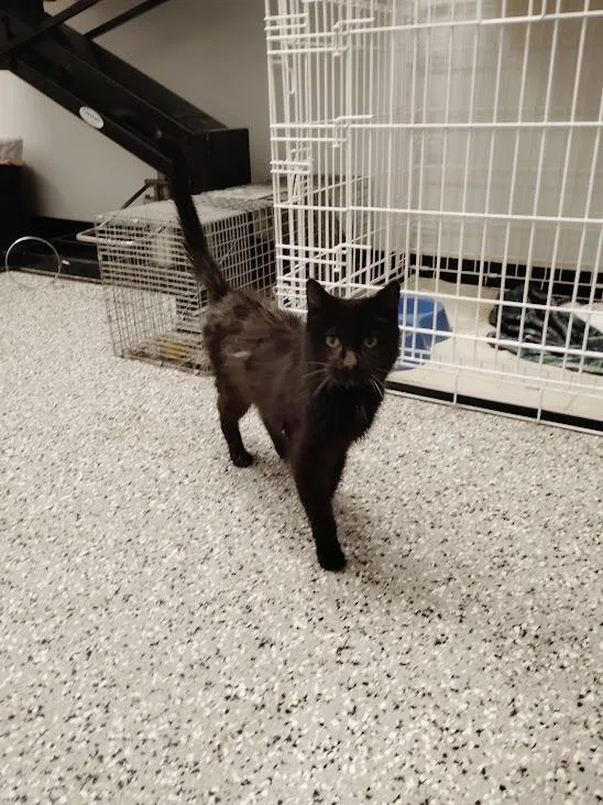 Bagheera