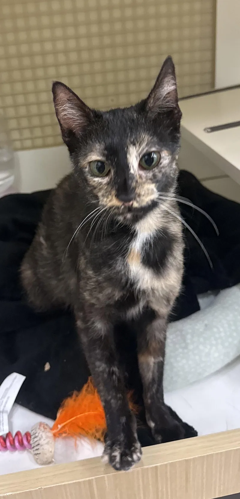 An adult medium-sized female Tortoiseshell cat named Pumpkin Cake for adoption in Island Lake, IL