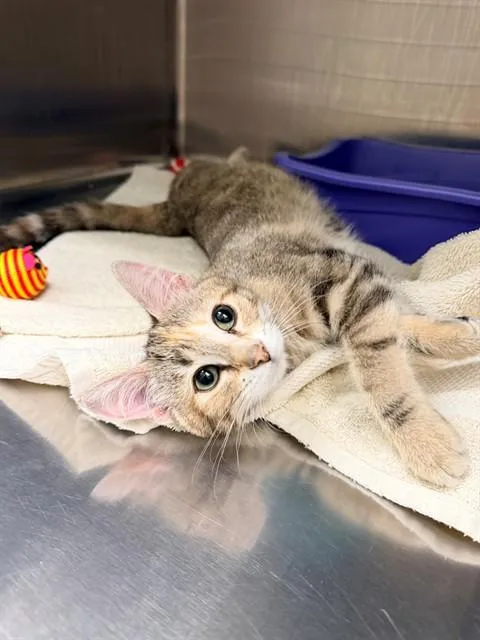 A young small-sized female Domestic Short Hair cat named Rayanne for adoption in Minneapolis, MN