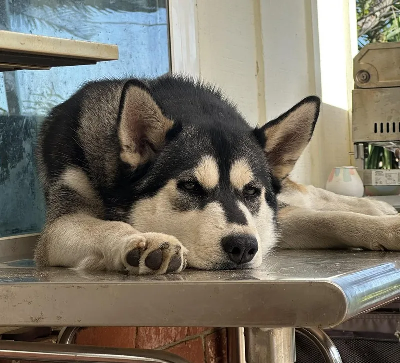 A young medium-sized female Siberian Husky dog named Mary Jane for adoption in Menifee, CA