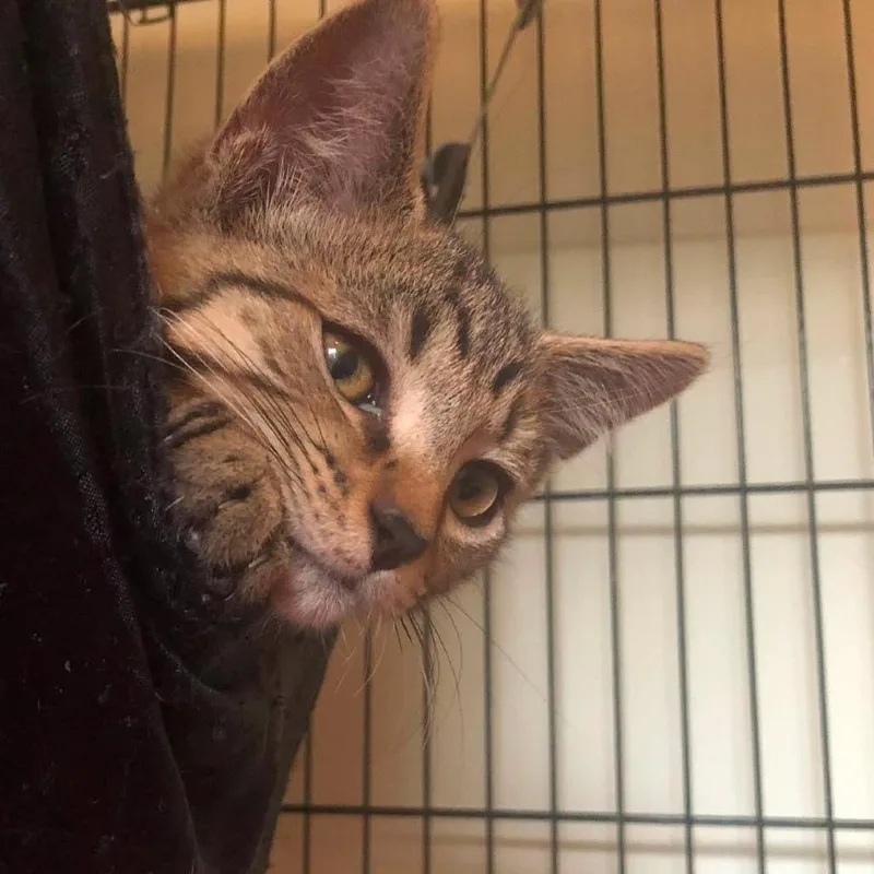 A baby small-sized male Brown / Chocolate Domestic Short Hair cat named Dale for adoption in Johnstown, PA
