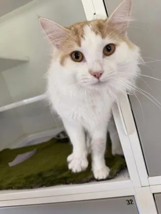 An adult medium-sized male Domestic Medium Hair cat named Mario for adoption in Traverse City, MI