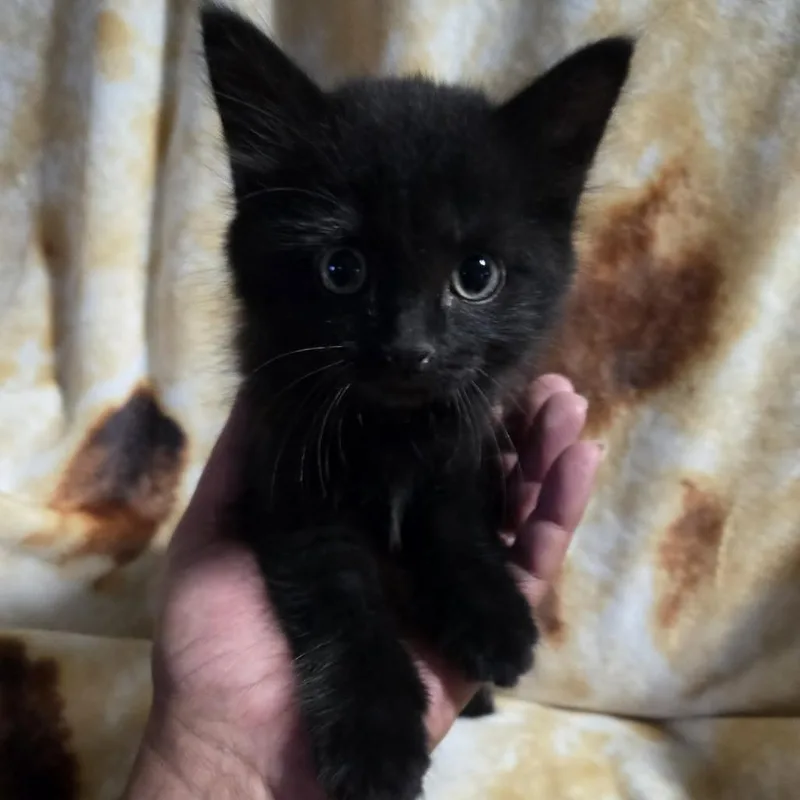 A baby small-sized female Black Domestic Medium Hair cat named Missy for adoption in Gordonsville, TN