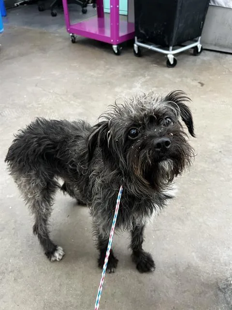 A young medium-sized male Mixed Breed dog named Buddy for adoption in Dallas, TX