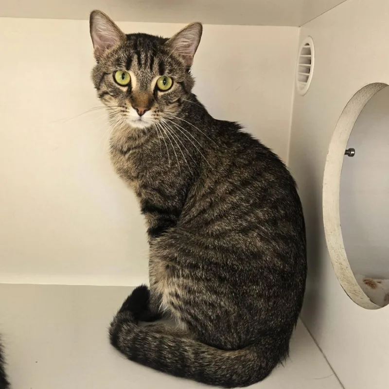 An adult medium-sized male Brown / Chocolate Domestic Short Hair cat named Surjio for adoption in Champaign, IL