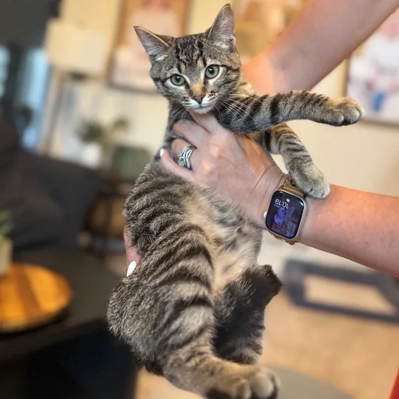 A baby small-sized female Brown / Chocolate Domestic Short Hair cat named Giddy for adoption in Buffalo, MN