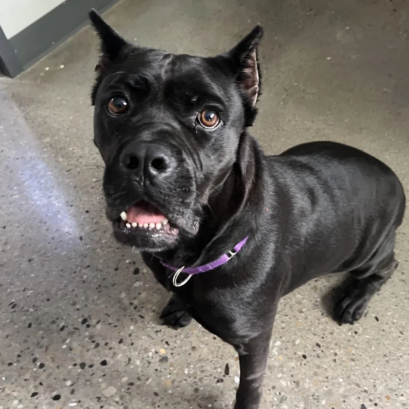 An adult large-sized female Black Cane Corso dog named Harmonica for adoption in Columbus, OH