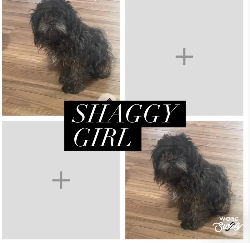 Shaggy Girl