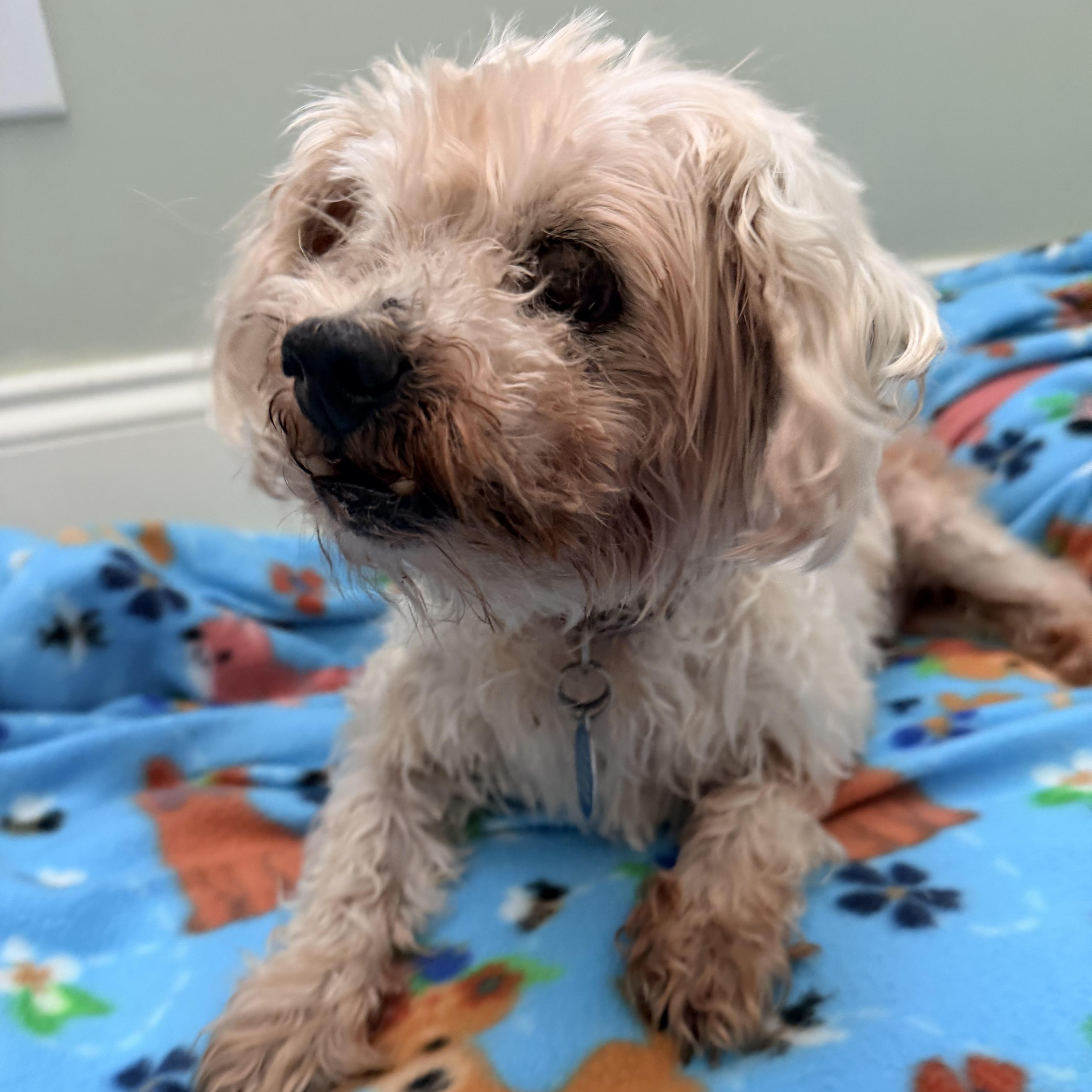 A senior small-sized male Terrier dog named Blaze for adoption in Columbia, SC