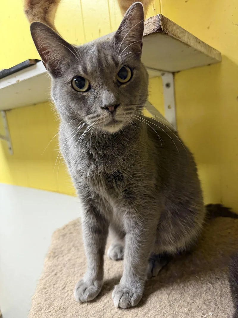 Gray Gardens thumbnail 2