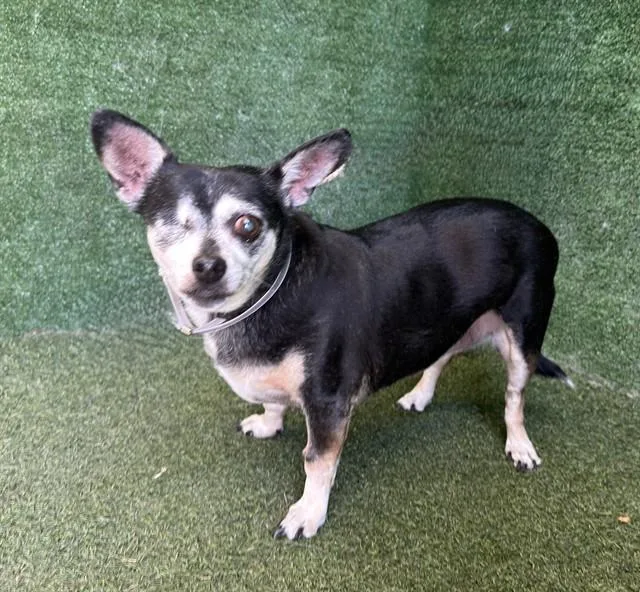 A senior small-sized female Chihuahua dog named Mamas for adoption in Lancaster, CA