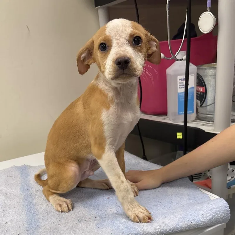 A baby medium-sized male Yellow / Tan / Blond / Fawn Terrier dog named Lobster for adoption in Galax, VA