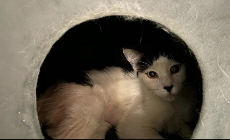 An adult medium-sized female White Domestic Short Hair cat named Honey for adoption in Anthem, AZ