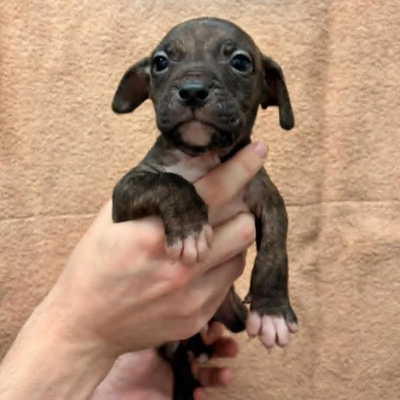 A baby medium-sized male Brindle Pit Bull Terrier dog named Rhett for adoption in Schenectady, NY