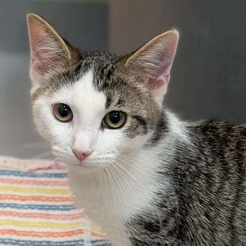 A baby medium-sized female Tabby (Brown / Chocolate) Domestic Short Hair cat named Carly Shay for adoption in Cape Girardeau, MO