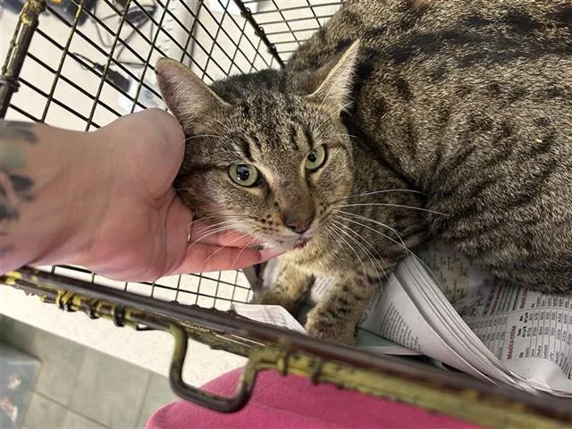 A young small-sized male Domestic Short Hair cat named Hank Williams Jr for adoption in San Antonio, TX