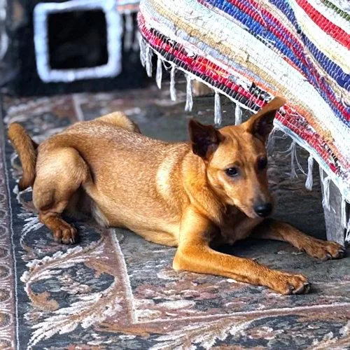 A young medium-sized male Jack Russell Terrier dog named Oliver for adoption in Rutherfordton, NC
