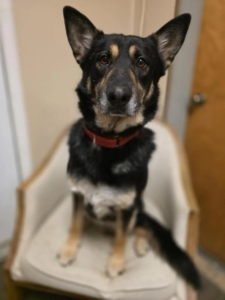 An adult large-sized male Shepherd dog named Gibson for adoption in Sprakers, NY
